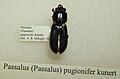 Passalus pugionifer