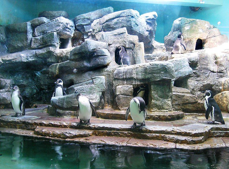 File:Penguinarium, Zoo Prague.jpg