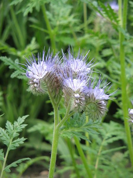 File:Phacelia tanacetifolia02.jpg