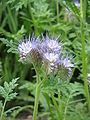 Phacelia tanacetifolia