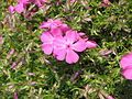 Phlox douglasii 'MacDaniel's Cushion' close-up