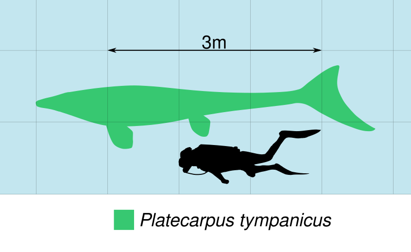 File:Platecarpus Size.svg