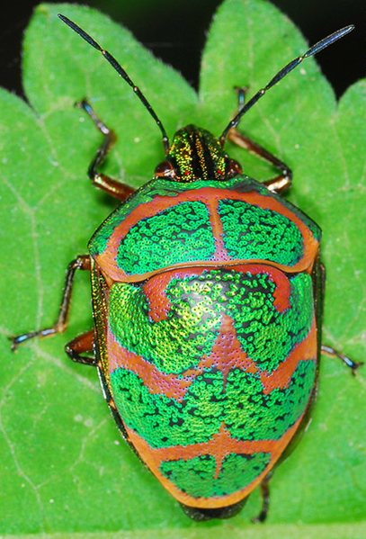 File:Poecilocoris-lewisi.png