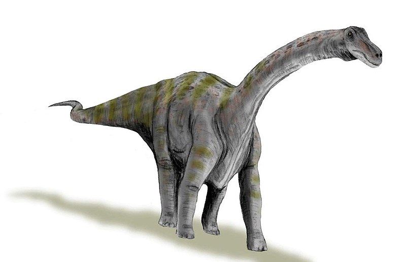 File:Rapetosaurus BW (flipped).jpg