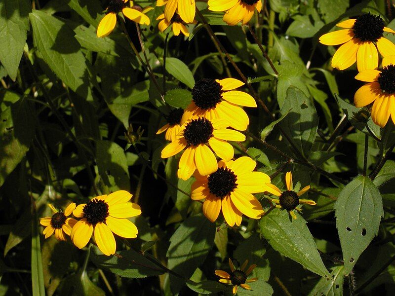 File:Rudbeckia triloba1.JPG