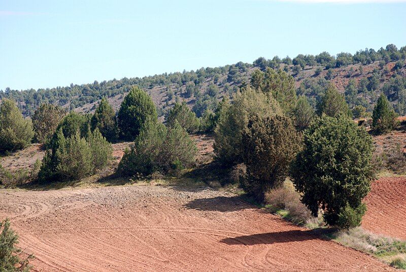 File:Sabinar y barbecho.jpg