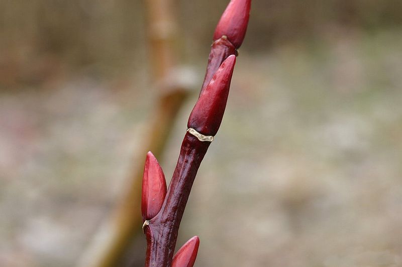 File:Salix-moupinensis-buds.JPG