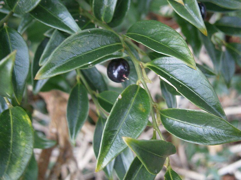 File:Sarcococca confusa1.jpg