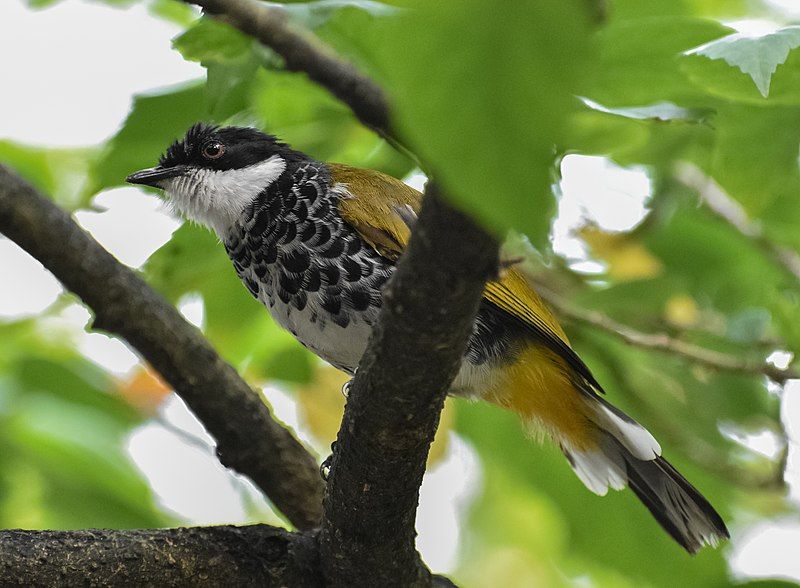 File:Scaly-breasted bulbul 2.jpg