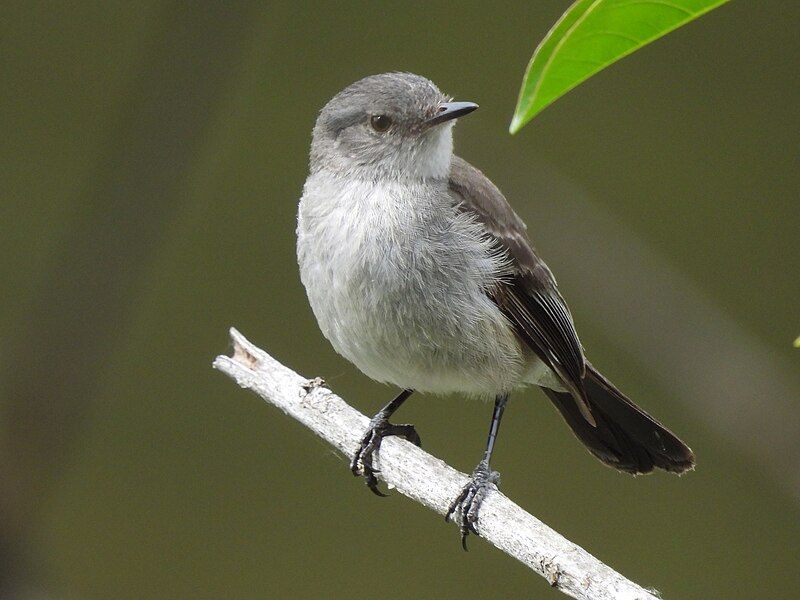 File:Serpophaga nigricans 335560510.jpg