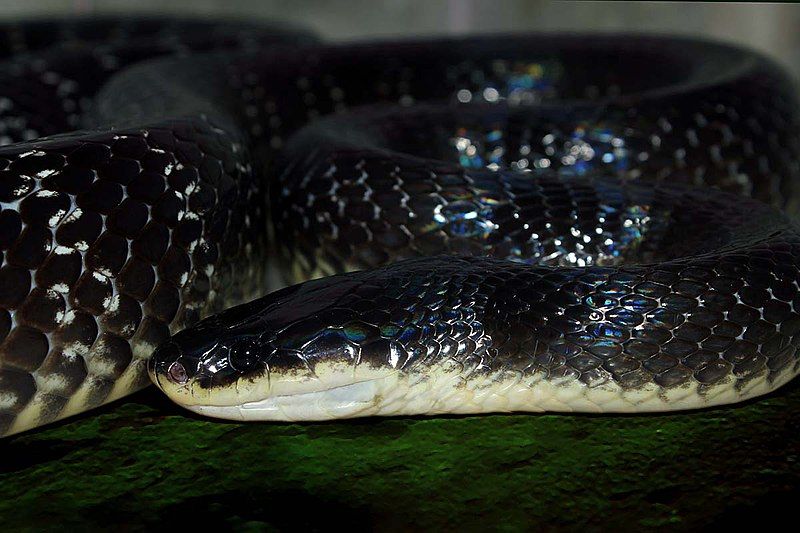 File:Sind Krait.jpg