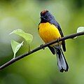 Adult near Tarcoles, Costa Rica, 18 March 2024