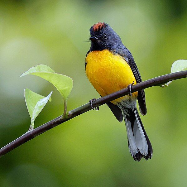 File:Slate-throated Whitestart.jpg