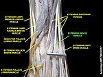 Extensor indicis muscle