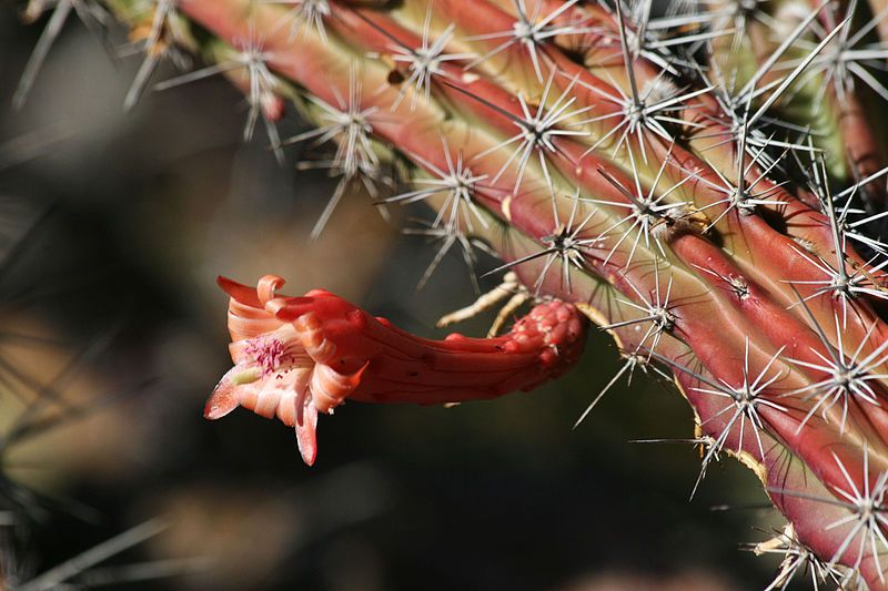 File:Stenocereus alamosensis (4742584698).jpg