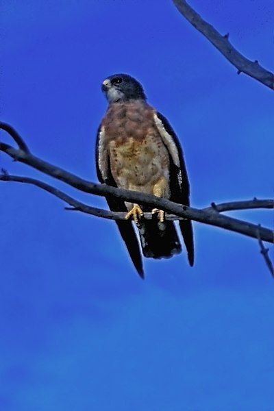 File:Swainson's Hawk.jpg