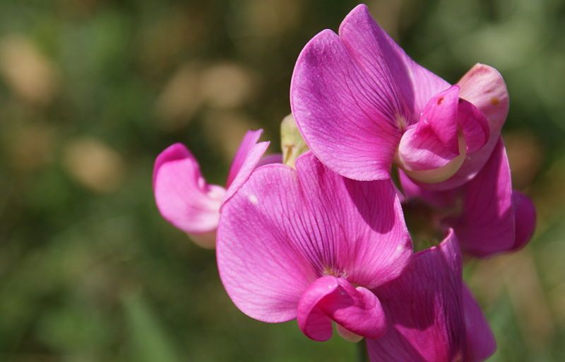 File:Sweet-pea-flower.jpg