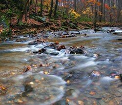 Swift Run in the Theodore A. Parker III Natural Area