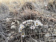 A blooming mat of Townsendia hookeri growing on a gravel slope