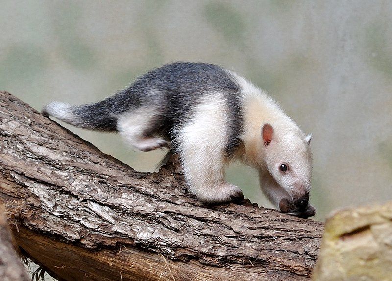 File:Tamandua tetradactyla qtl1.jpg