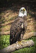 Bald eagle (Haliaeetus leucocephalus).