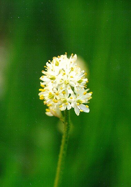 File:Triantha occidentalis-brevi.jpg