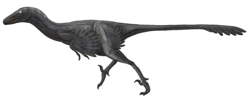 File:TroodontidJF.png