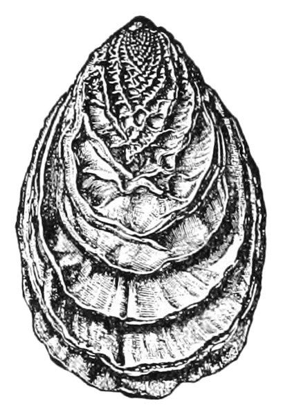 File:Tryblidium reticulatum 2.jpg