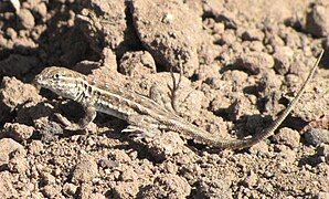 Side-blotched lizard