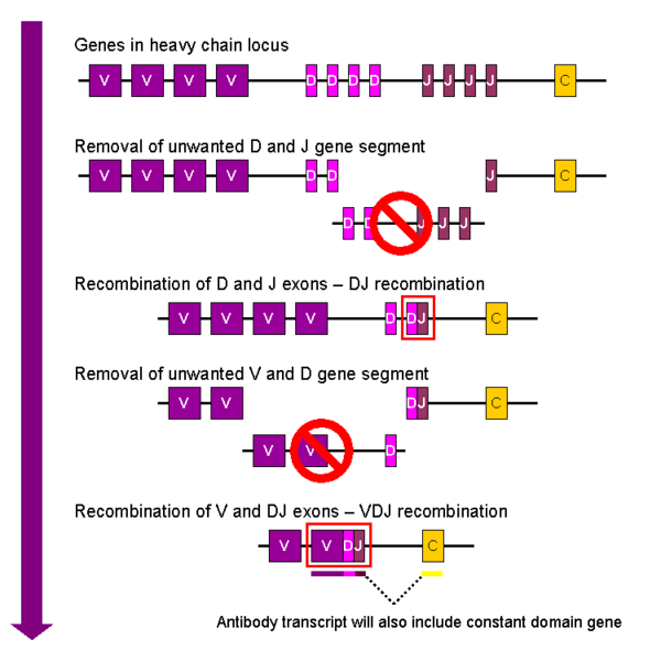 File:VDJ recombination.png