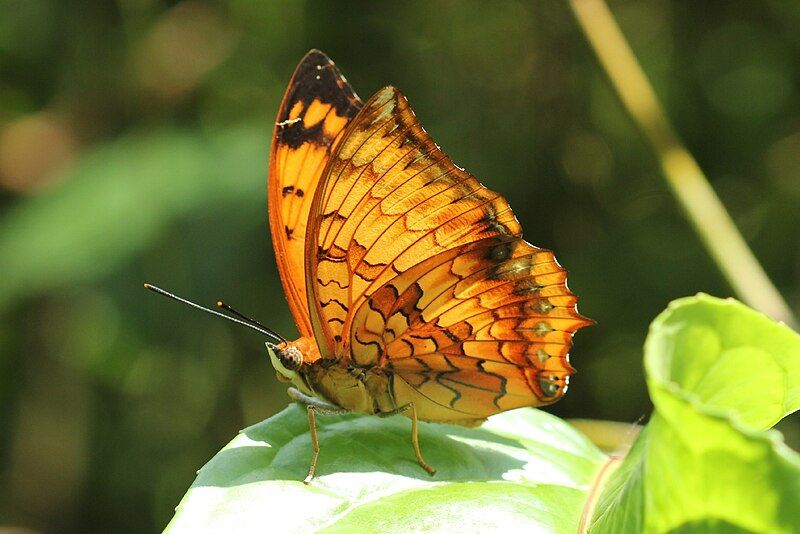 File:Varigated rajah Butterfly.jpg