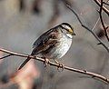 Image 40White-throated sparrow in Prospect Park