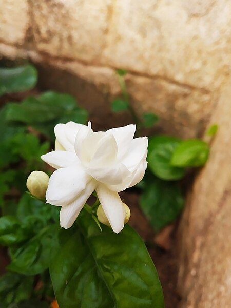 File:White Jasmine Flower.jpg