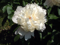 White Peony