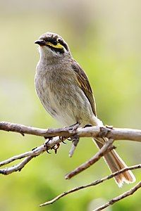 Yellow-faced honeyeater, by Fir0002