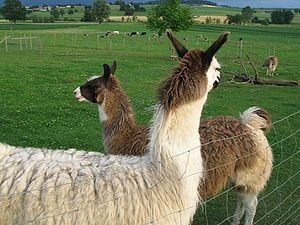 My favorite llamas