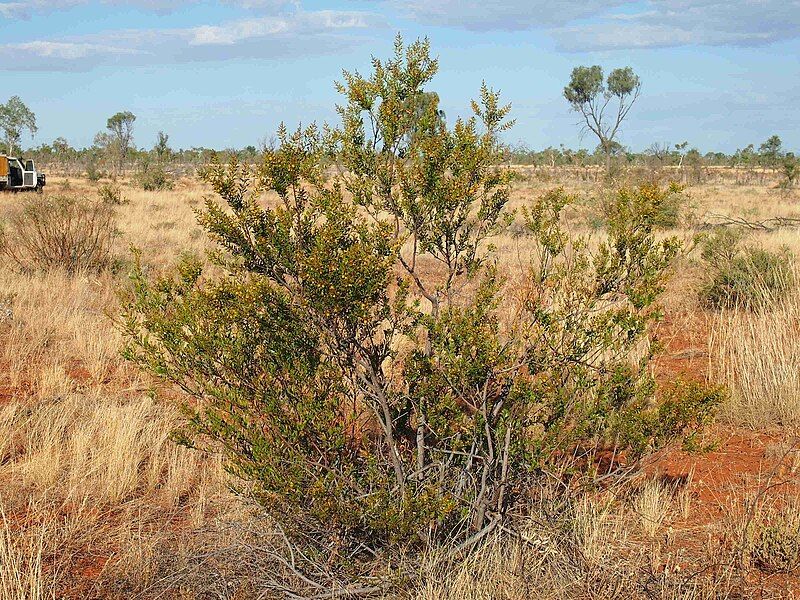 File:Acacia dictyophleba habit.jpg