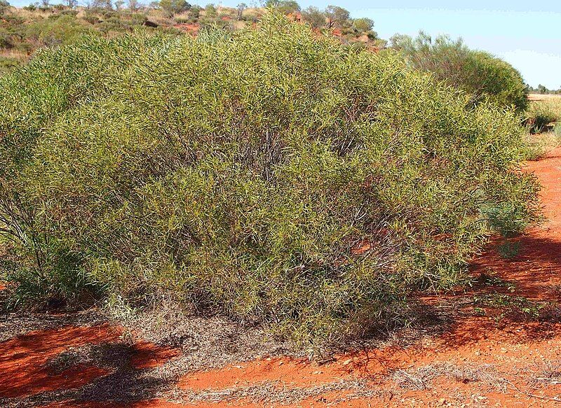 File:Acacia ligulata habit.jpg