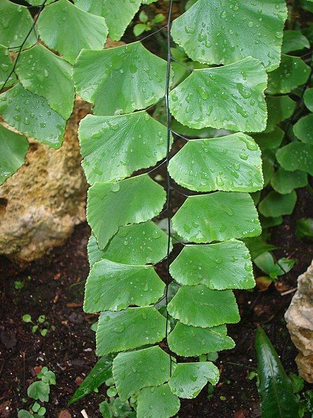 File:Adiantum peruvianum-2.jpg