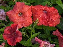 close-up image of orange petunia flowers