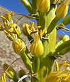 Agave utahensis