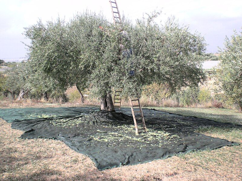 File:Albero d'ulivo.JPG