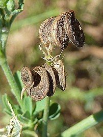 M. sativa var. sativa, mature fruits