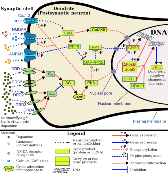 File:Annotated ΔFosB.svg screenshot.png