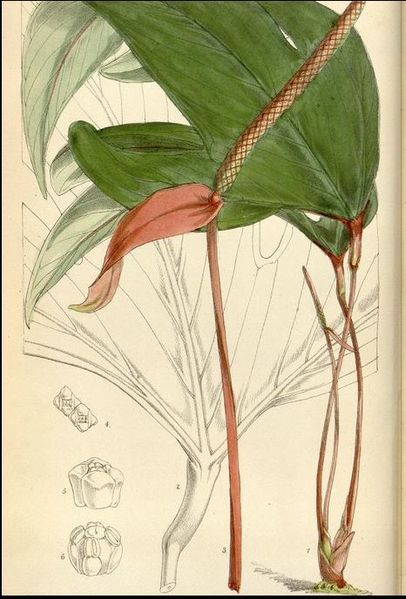 File:Anthurium trifidum 1.JPG