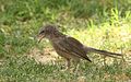 Arabian Babbler photographed at Al Ain, Abu Dhabi, United Arab Emirates.