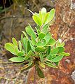 Arctostaphylos parryana