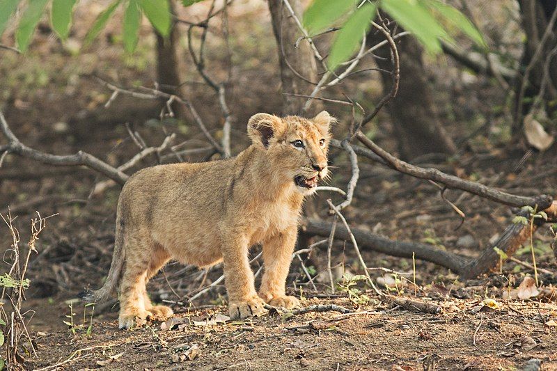 File:Asiatic Lion Cub.jpg