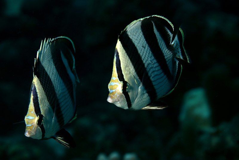 File:Banded Butterflyfish (5200648239).jpg