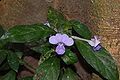 Barleria strigosa